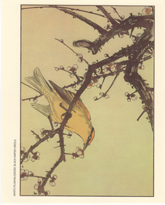 WHITE PLUM BLOSSOM BLACK-NAPED ORIOLE